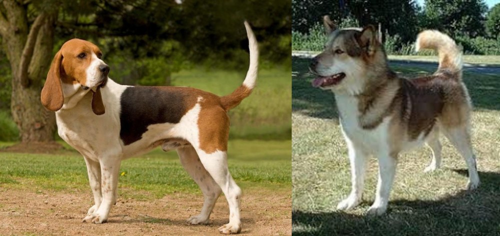 Greenland Dog vs Artois Hound - Breed Comparison