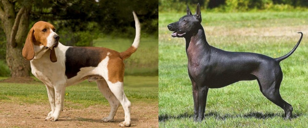 Hairless Khala vs Artois Hound - Breed Comparison