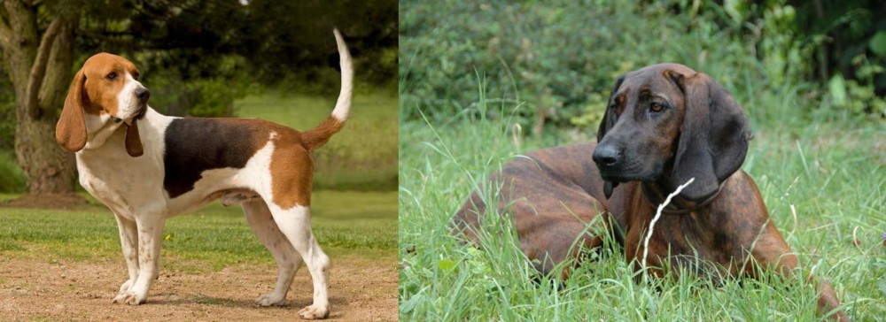 Hanover Hound vs Artois Hound - Breed Comparison