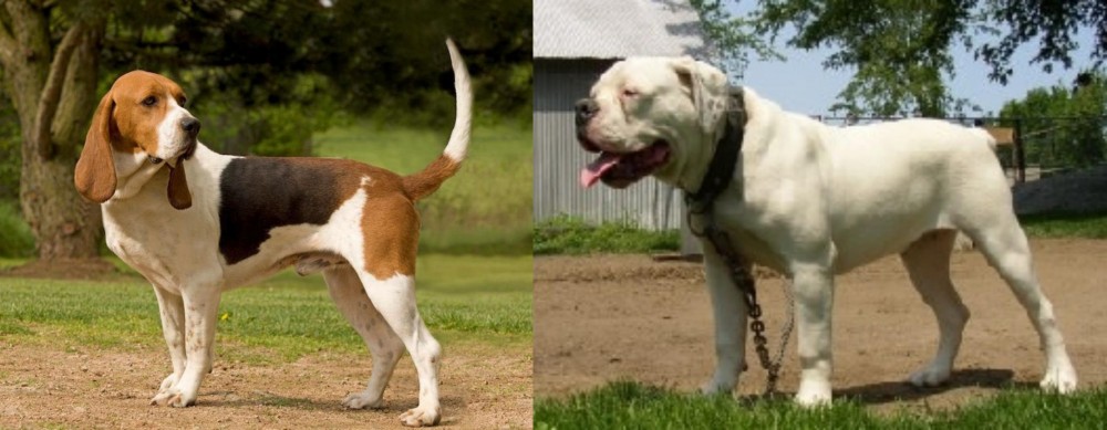 Hermes Bulldogge vs Artois Hound - Breed Comparison