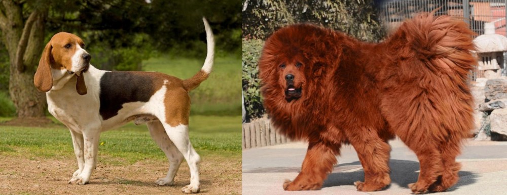 Himalayan Mastiff vs Artois Hound - Breed Comparison