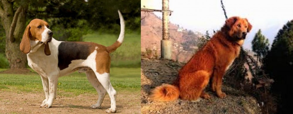 Himalayan Sheepdog vs Artois Hound - Breed Comparison
