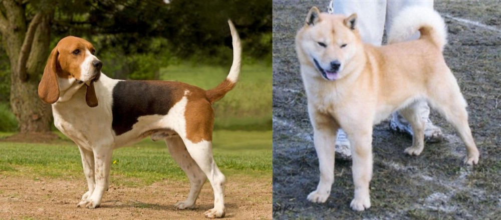 Hokkaido vs Artois Hound - Breed Comparison