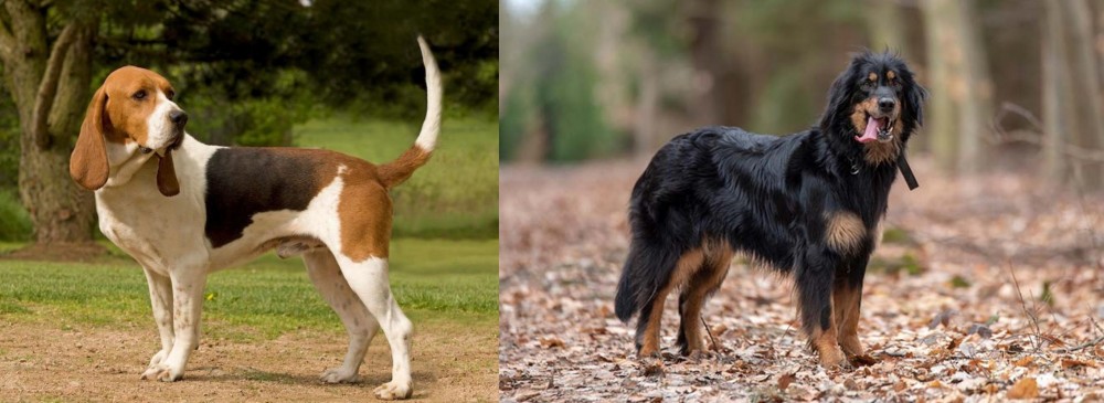 Hovawart vs Artois Hound - Breed Comparison