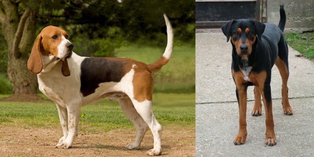 Hungarian Hound vs Artois Hound - Breed Comparison