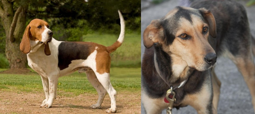 Huntaway vs Artois Hound - Breed Comparison