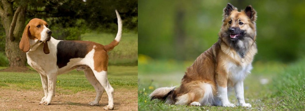 Icelandic Sheepdog vs Artois Hound - Breed Comparison