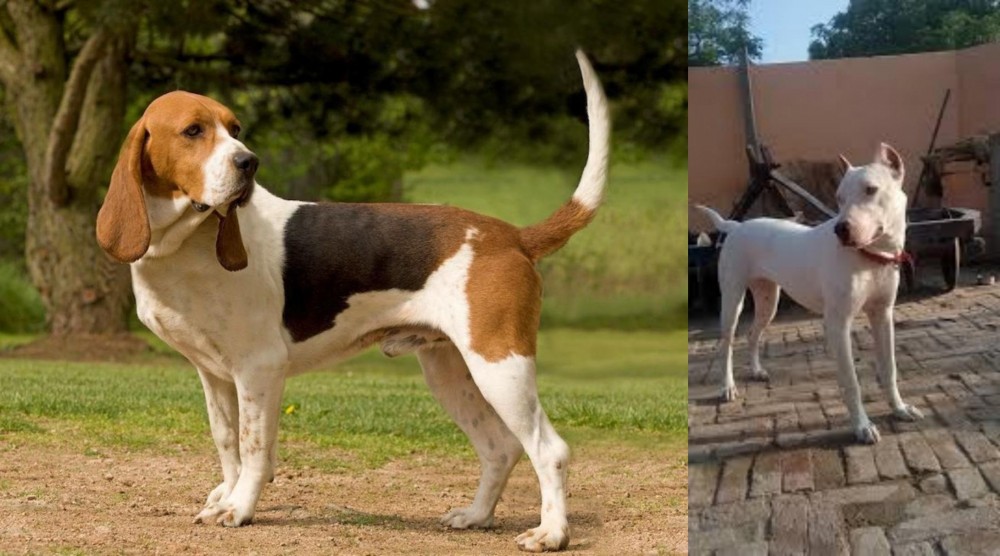 Indian Bull Terrier vs Artois Hound - Breed Comparison