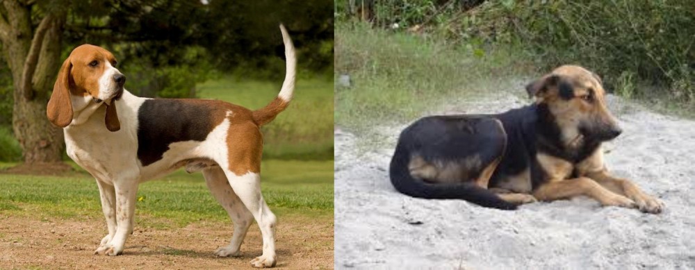 Indian Pariah Dog vs Artois Hound - Breed Comparison