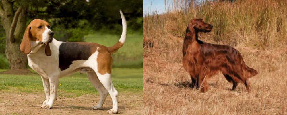 Irish Setter vs Artois Hound - Breed Comparison