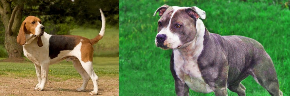 Irish Staffordshire Bull Terrier vs Artois Hound - Breed Comparison