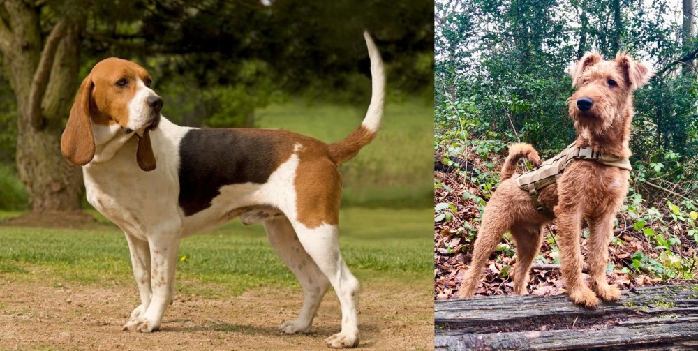 Irish Terrier vs Artois Hound - Breed Comparison