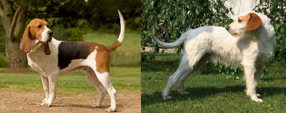 Istarski Ostrodlaki Gonic vs Artois Hound - Breed Comparison