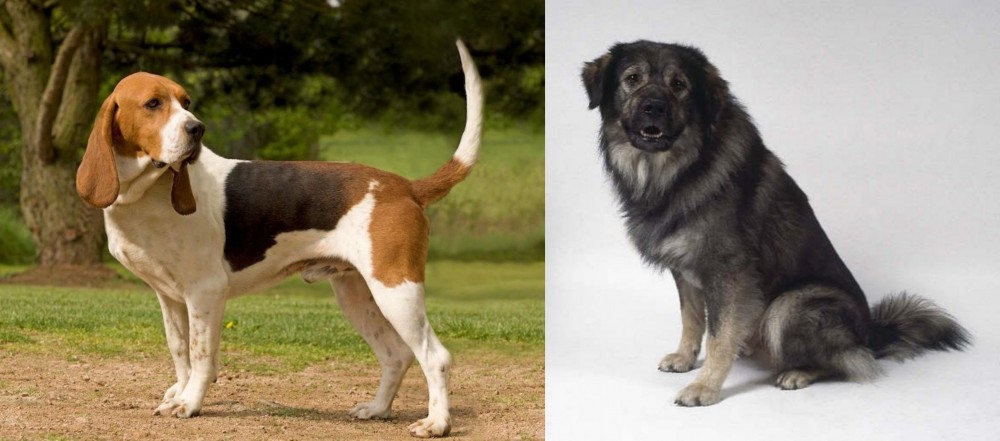 Istrian Sheepdog vs Artois Hound - Breed Comparison