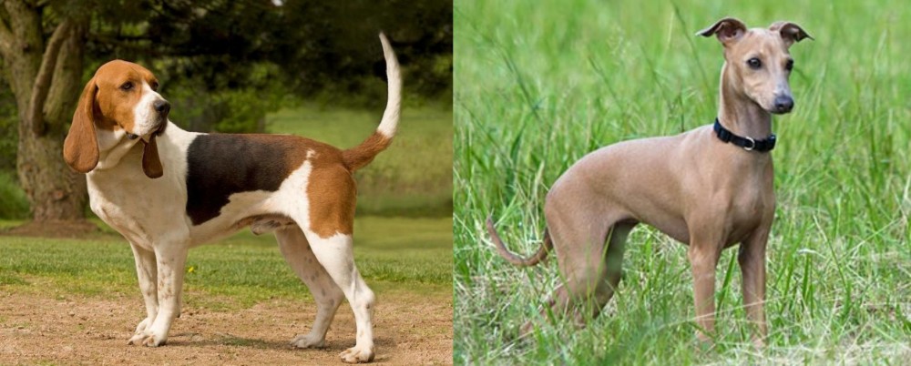 Italian Greyhound vs Artois Hound - Breed Comparison