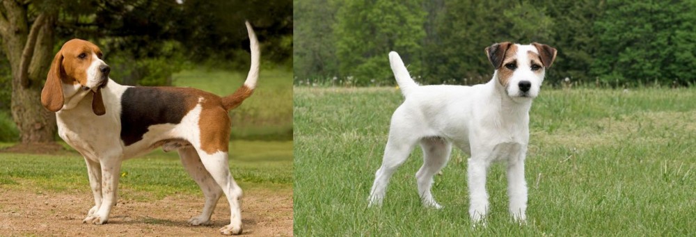 Jack Russell Terrier vs Artois Hound - Breed Comparison