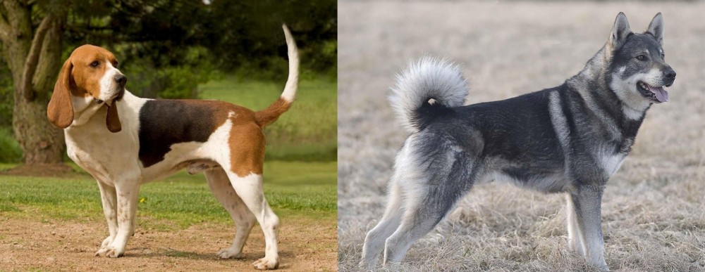 Jamthund vs Artois Hound - Breed Comparison