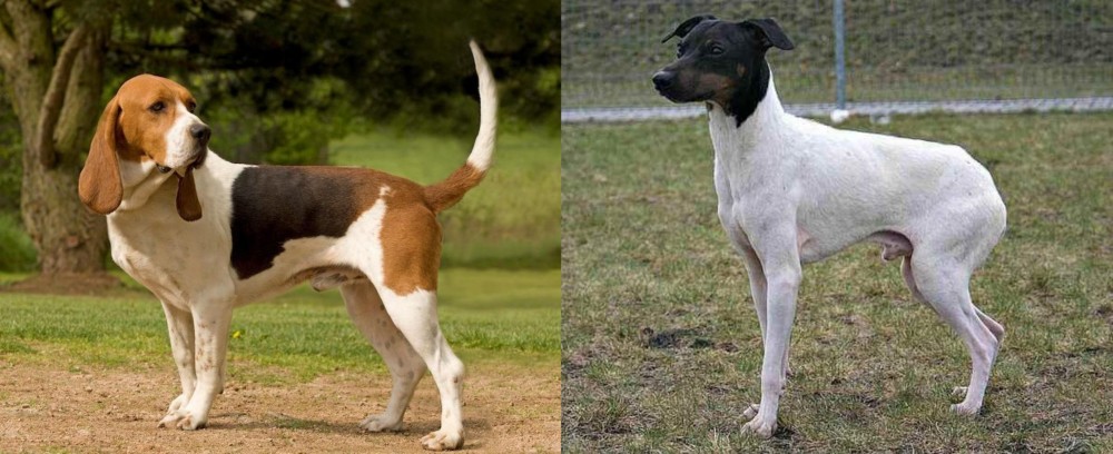 Japanese Terrier vs Artois Hound - Breed Comparison