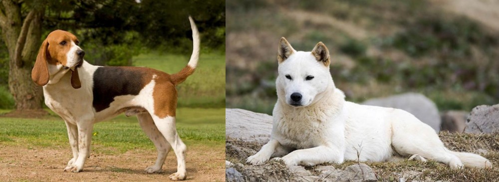 Jindo vs Artois Hound - Breed Comparison