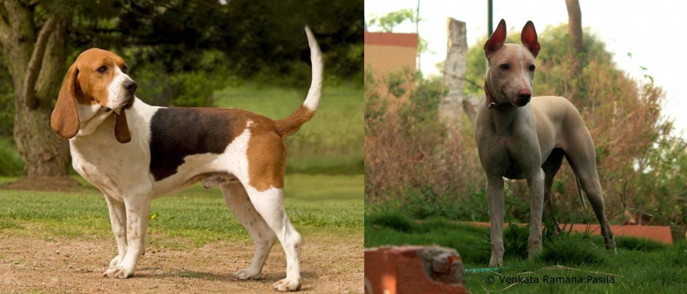 Jonangi vs Artois Hound - Breed Comparison