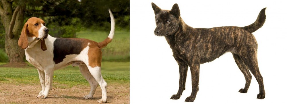 Kai Ken vs Artois Hound - Breed Comparison