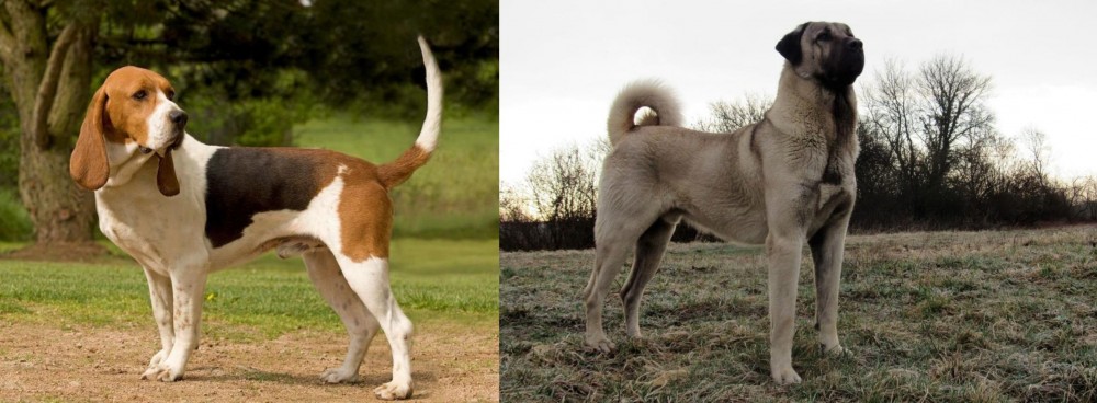 Kangal Dog vs Artois Hound - Breed Comparison