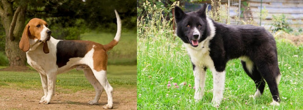 Karelian Bear Dog vs Artois Hound - Breed Comparison