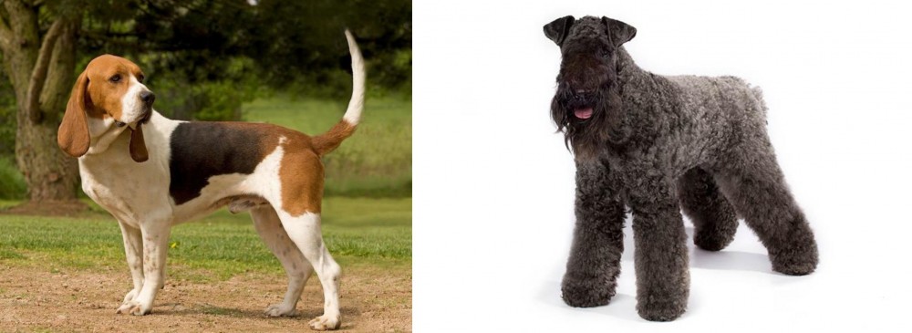 Kerry Blue Terrier vs Artois Hound - Breed Comparison