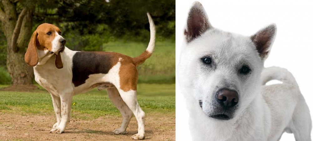Kishu vs Artois Hound - Breed Comparison