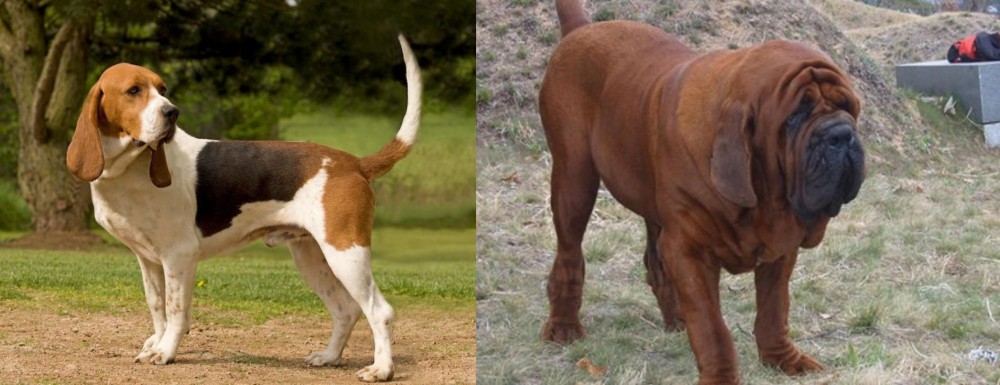 Korean Mastiff vs Artois Hound - Breed Comparison