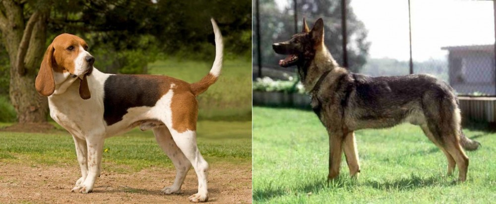 Kunming Dog vs Artois Hound - Breed Comparison