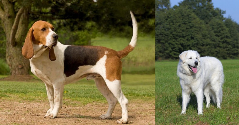 Kuvasz vs Artois Hound - Breed Comparison