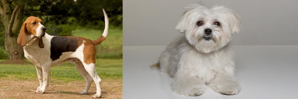 Kyi-Leo vs Artois Hound - Breed Comparison