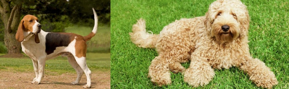 Labradoodle vs Artois Hound - Breed Comparison