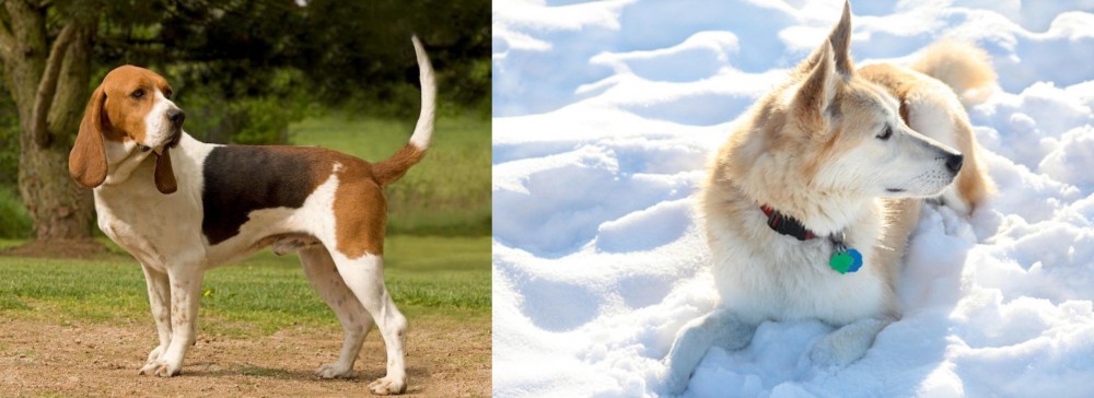 Labrador Husky vs Artois Hound - Breed Comparison