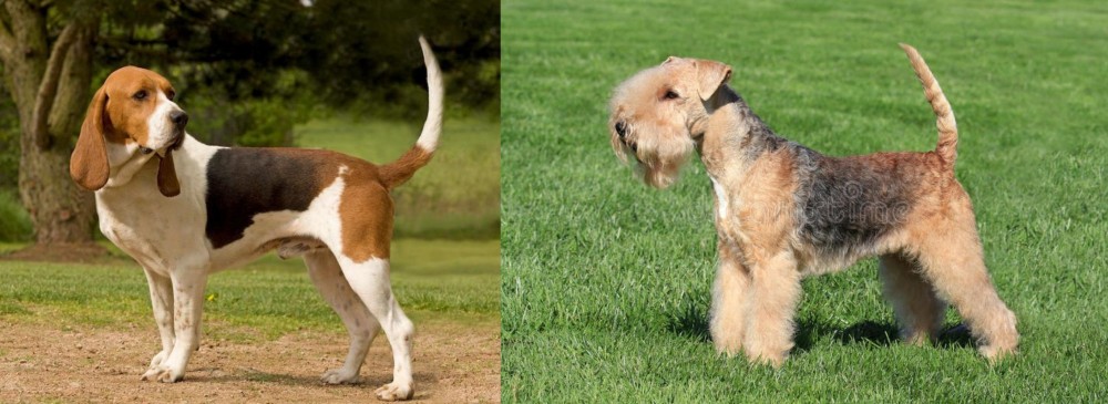Lakeland Terrier vs Artois Hound - Breed Comparison