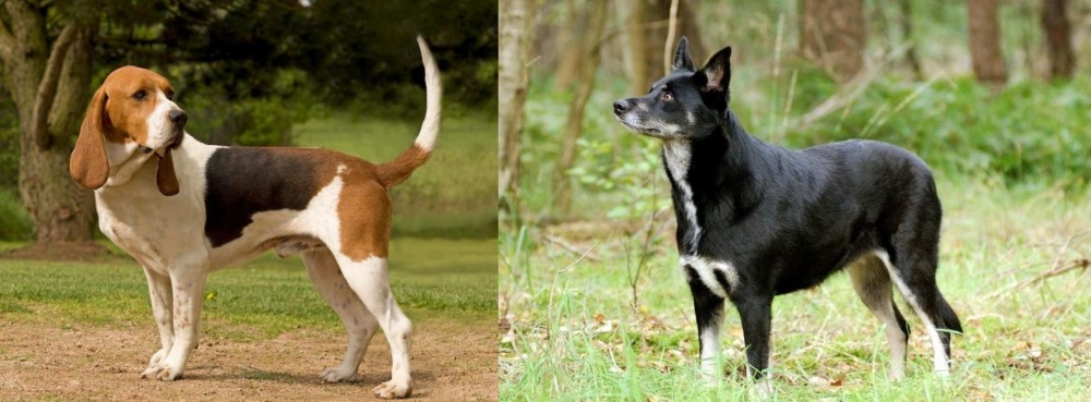 Lapponian Herder vs Artois Hound - Breed Comparison