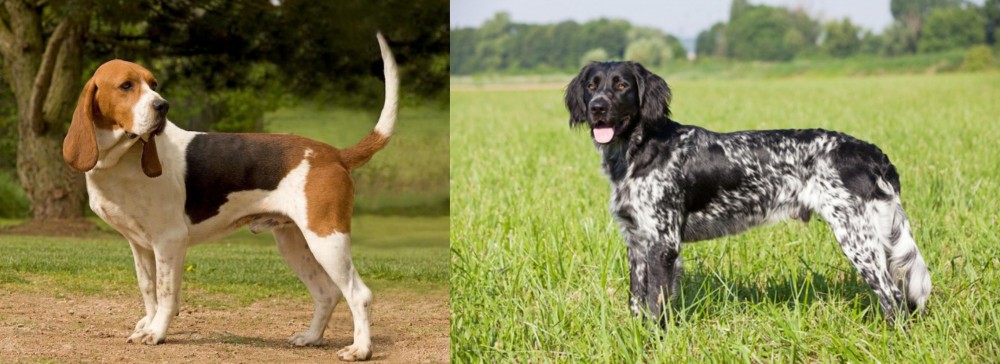 Large Munsterlander vs Artois Hound - Breed Comparison