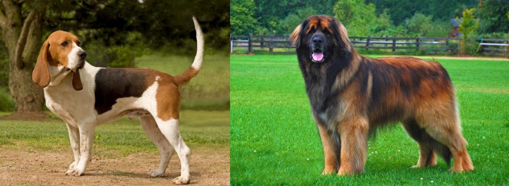 Leonberger vs Artois Hound - Breed Comparison