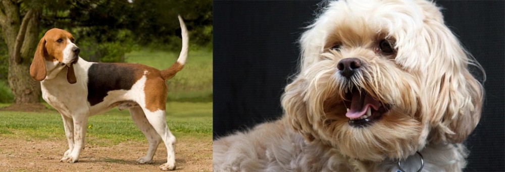 Lhasapoo vs Artois Hound - Breed Comparison