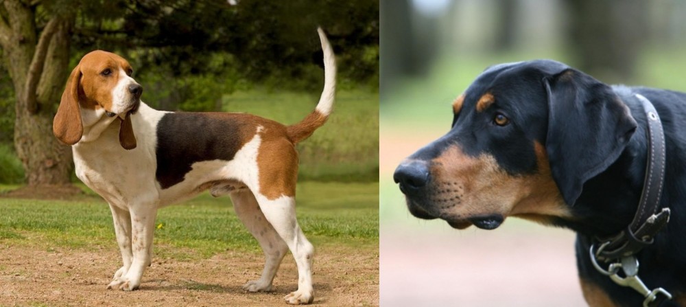 Lithuanian Hound vs Artois Hound - Breed Comparison