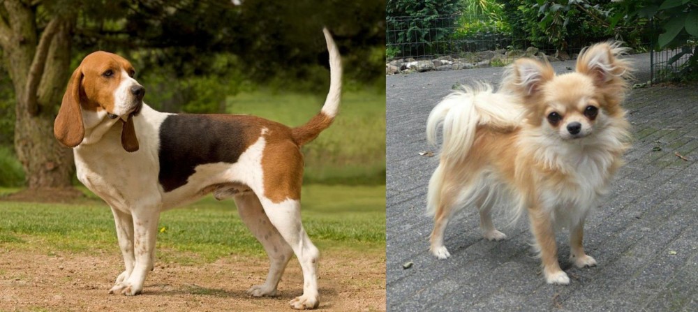 Long Haired Chihuahua vs Artois Hound - Breed Comparison