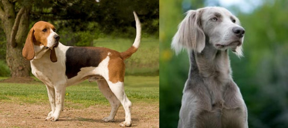 Longhaired Weimaraner vs Artois Hound - Breed Comparison
