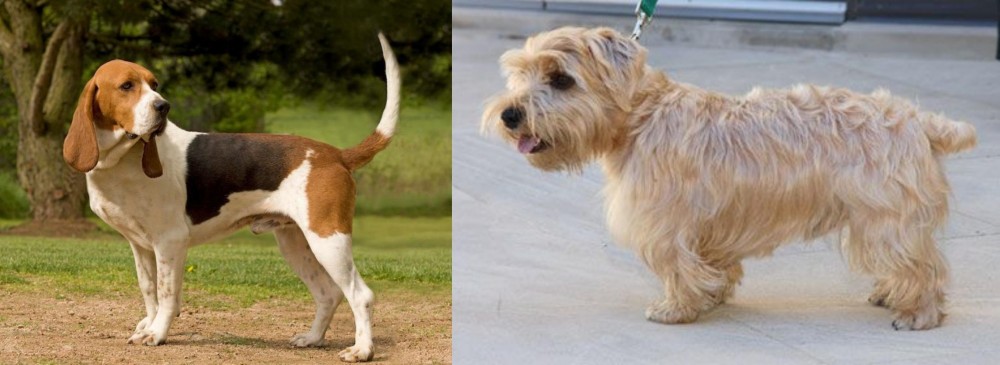 Lucas Terrier vs Artois Hound - Breed Comparison