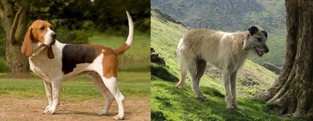 Lurcher vs Artois Hound - Breed Comparison