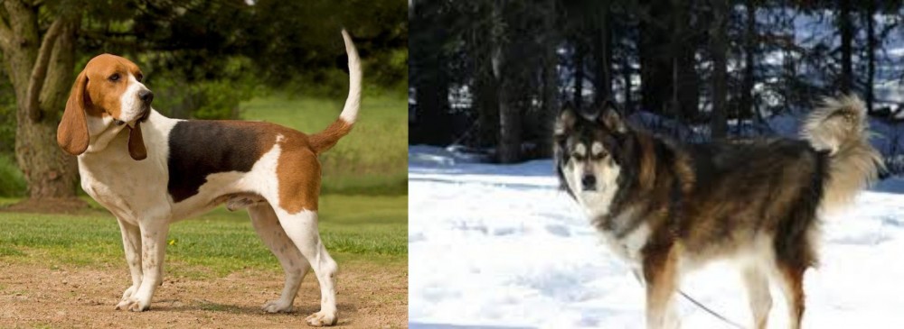 Mackenzie River Husky vs Artois Hound - Breed Comparison