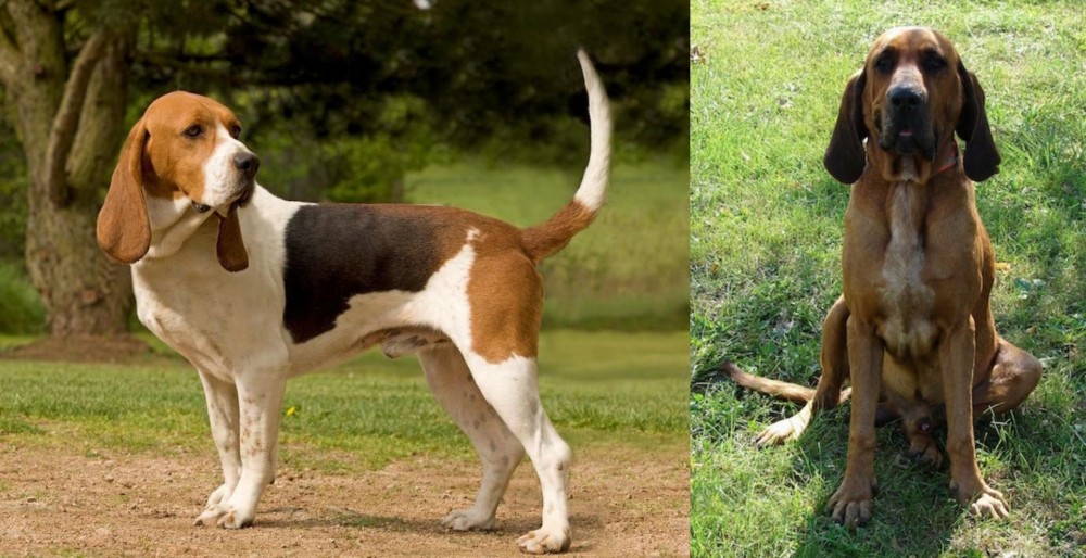 Majestic Tree Hound vs Artois Hound - Breed Comparison