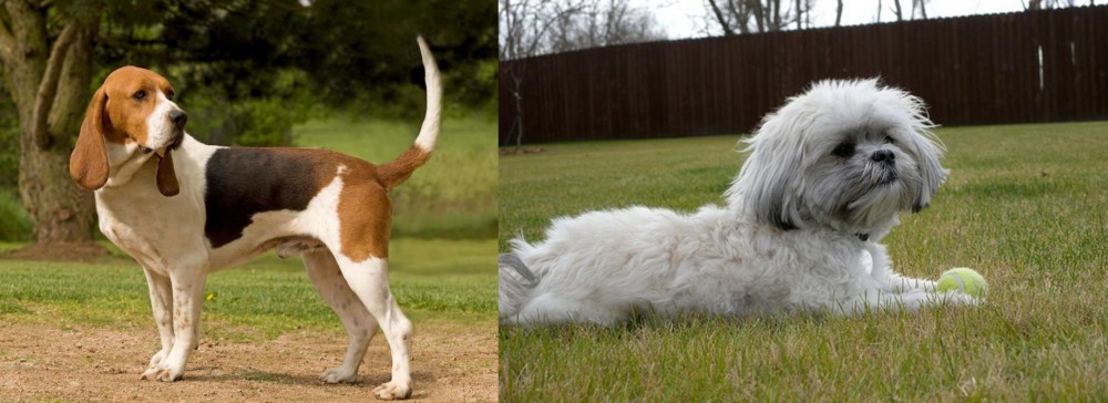 Mal-Shi vs Artois Hound - Breed Comparison