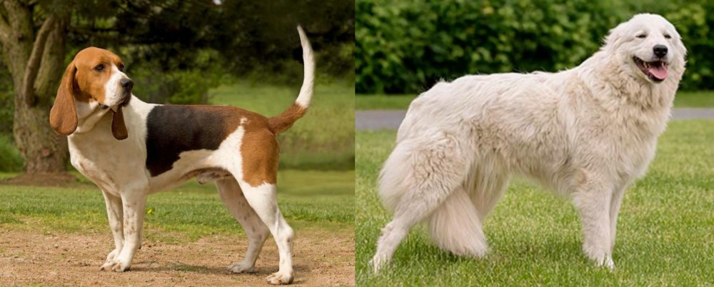 Maremma Sheepdog vs Artois Hound - Breed Comparison