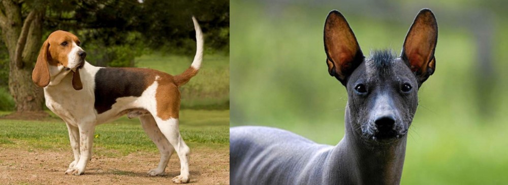 Mexican Hairless vs Artois Hound - Breed Comparison